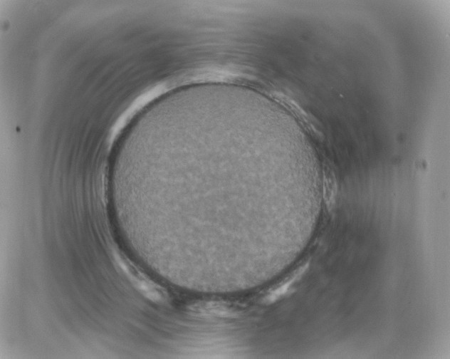 X0000087700244200706011752