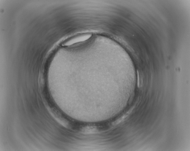 X0000087700252200706011752