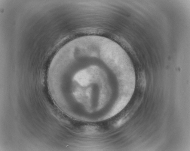 X0000087700255200706011752