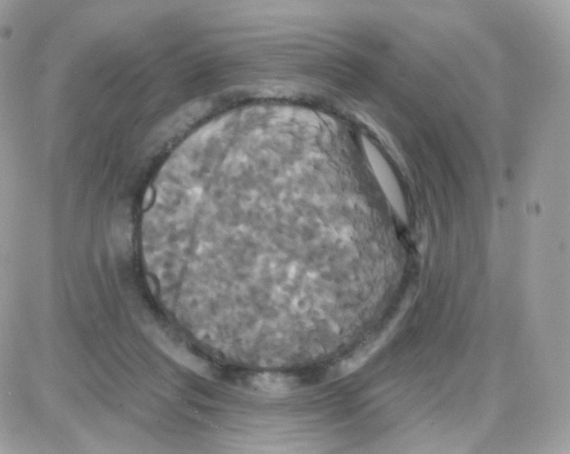 X0000087700261200706011752