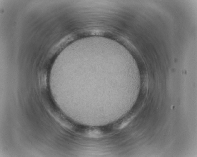 X0000087700262200706011752