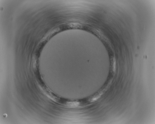 X0000087700266200706011752