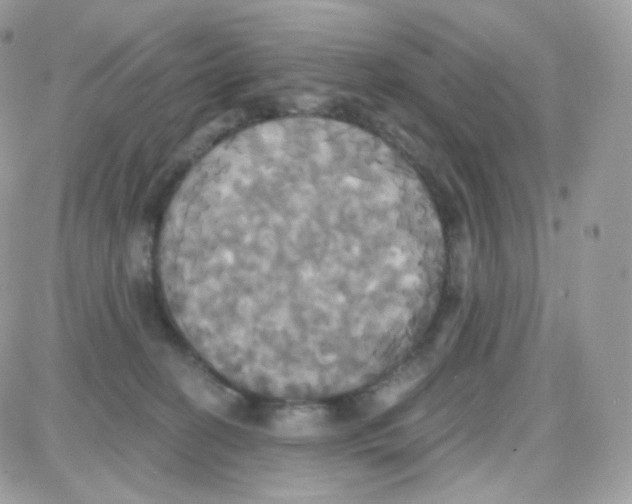 X0000087700274200706011752