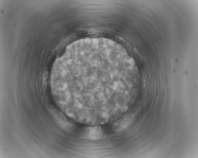 X0000087700275200706011752