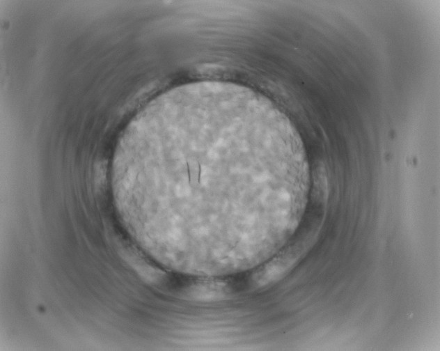 X0000087700278200706011752