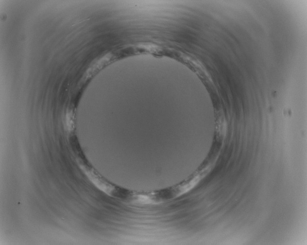 X0000087700285200706011752