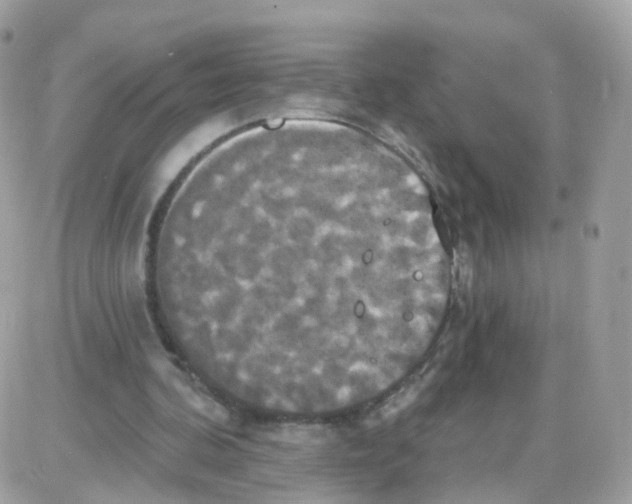 X0000087700292200706011752