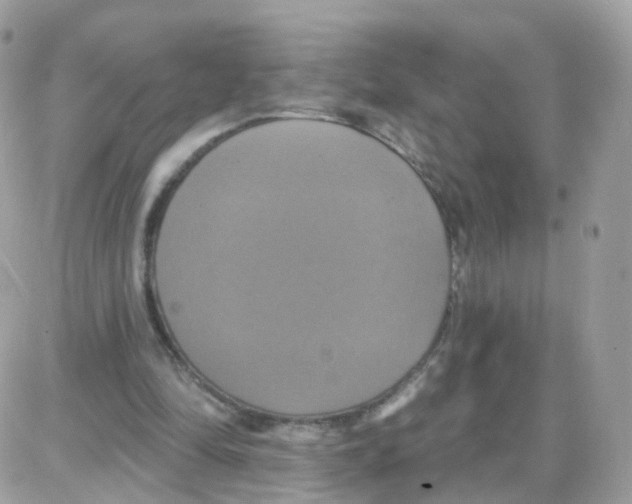 X0000087700294200706011751