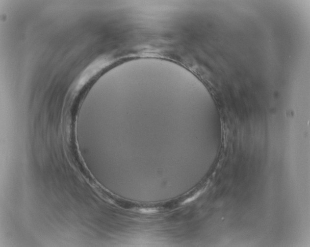 X0000087700295200706011751