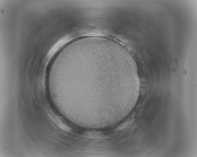 X0000087700296200706011751