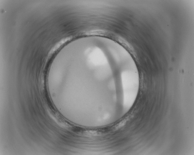 X0000087700298200706011751