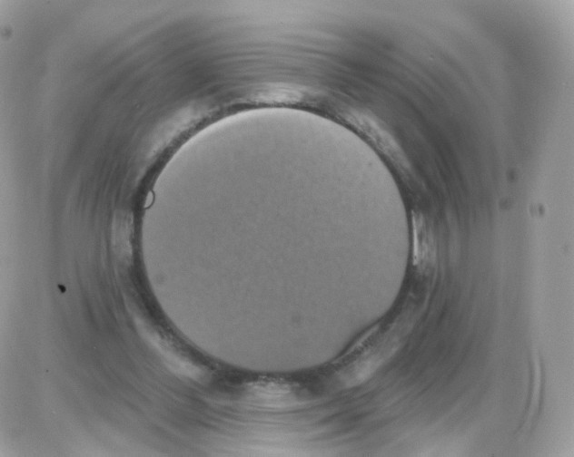 X0000087700300200706011751