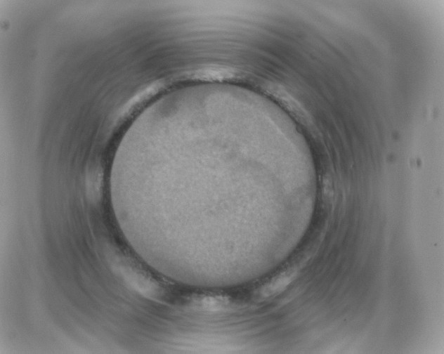 X0000087700304200706011751