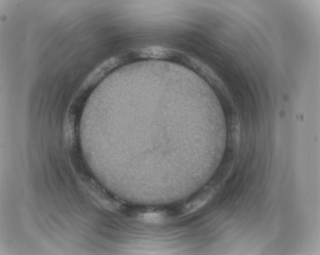 X0000087700312200706011751