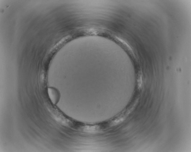 X0000087700314200706011751