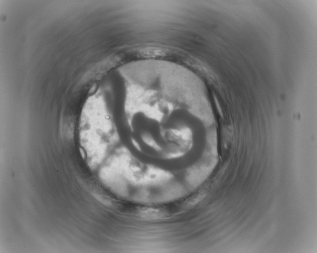 X0000087700315200706011751