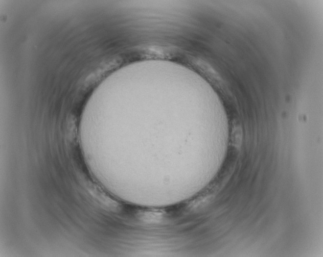 X0000087700318200706011751