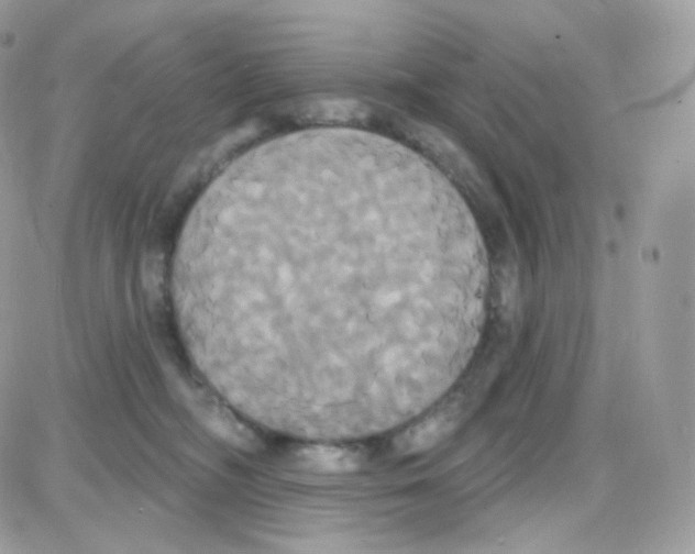 X0000087700326200706011751