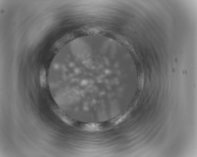 X0000087700335200706011751