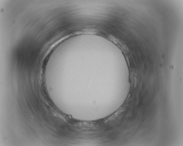 X0000087700338200706011750