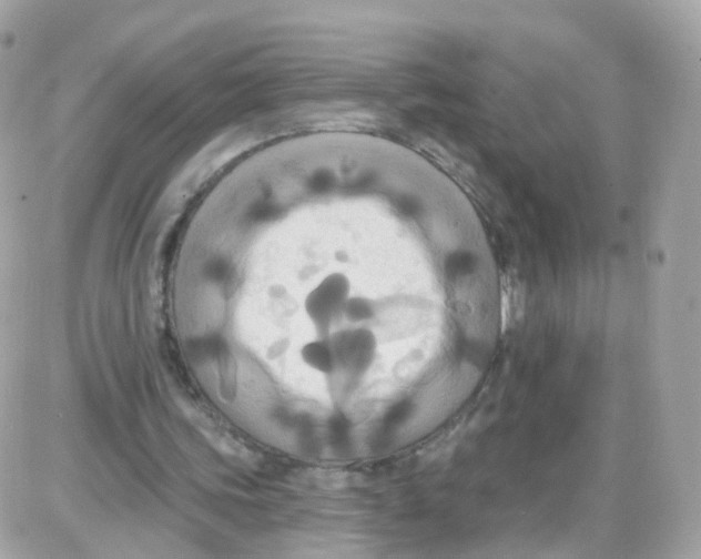 X0000087700339200706011750