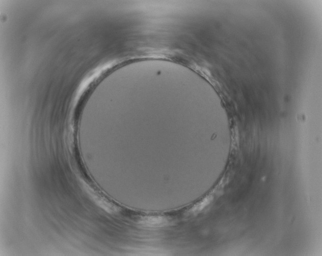 X0000087700342200706011750