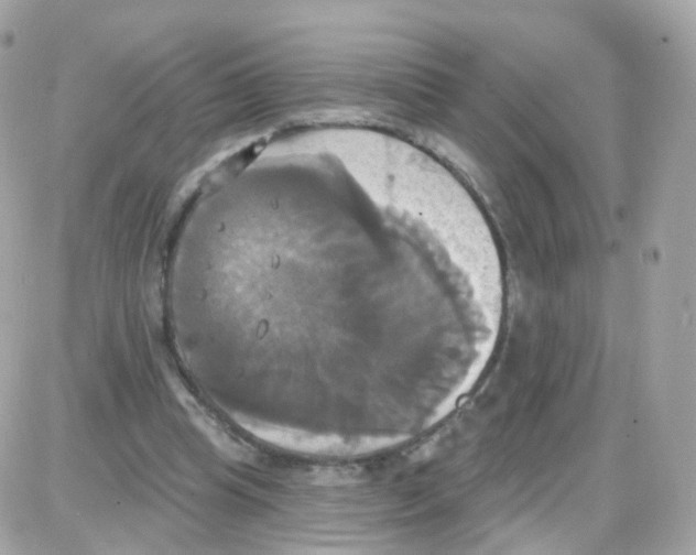 X0000087700345200706011750