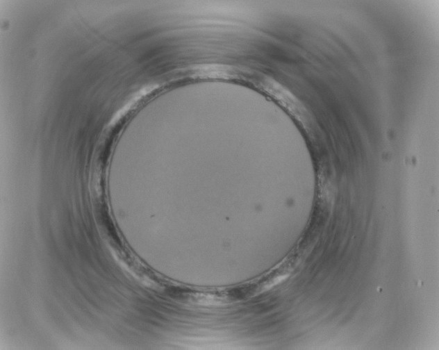 X0000087700347200706011750