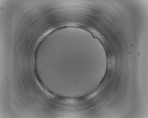 X0000087700349200706011750