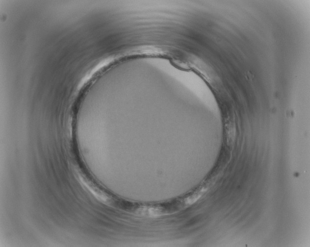 X0000087700350200706011750