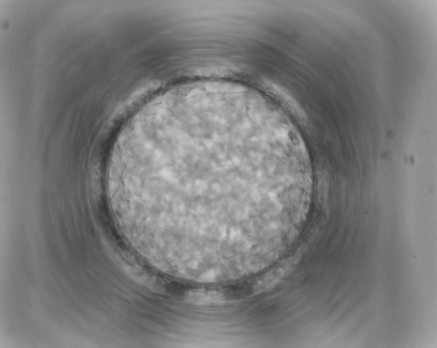 X0000087700354200706011750