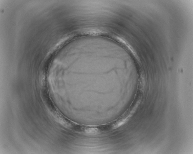 X0000087700355200706011750