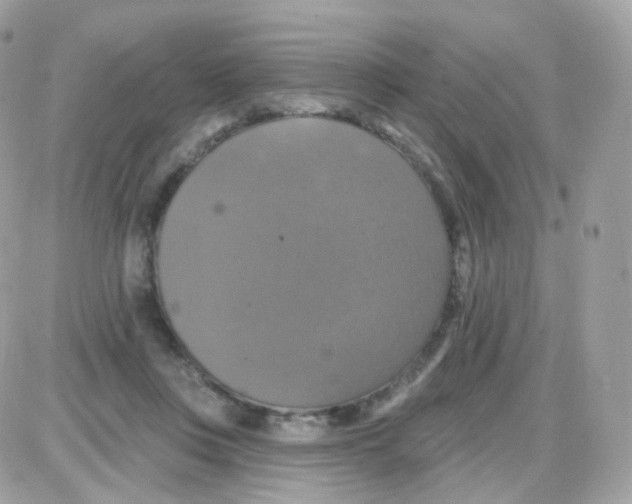 X0000087700359200706011750