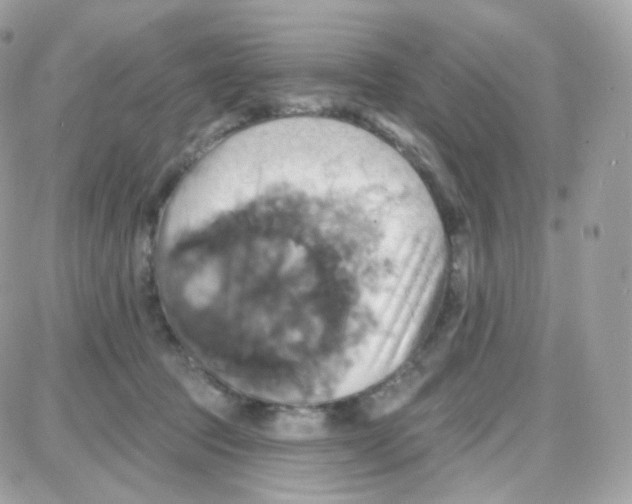 X0000087700369200706011751