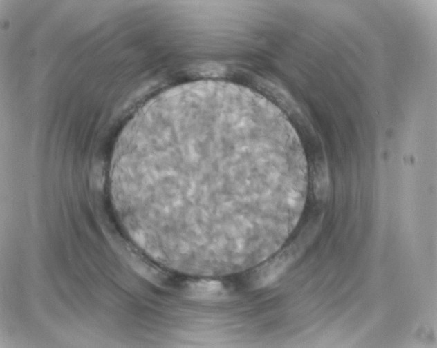 X0000087700374200706011751