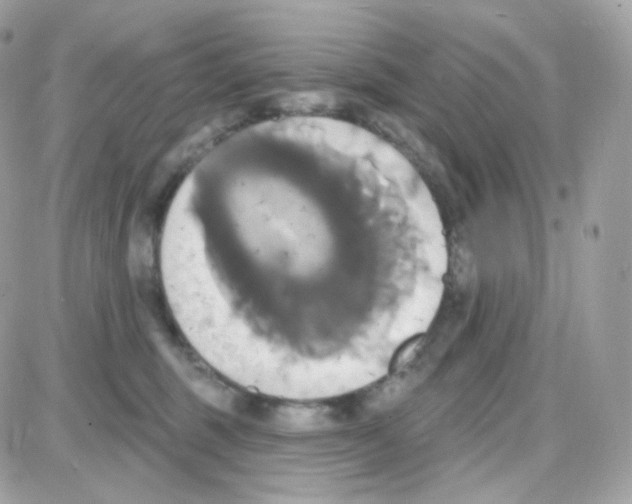 X0000087700375200706011751