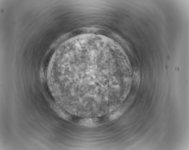 X0000087700381200706011751