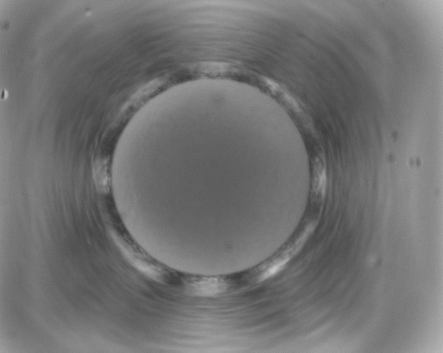 X0000087700383200706011751