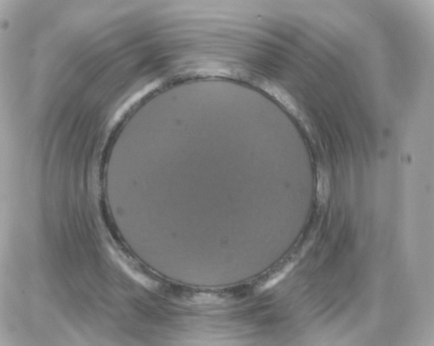 X0000087700390200706011750