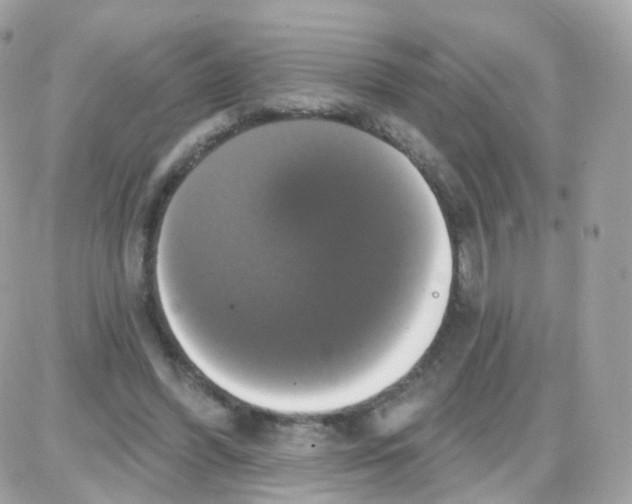 X0000087700396200706011750