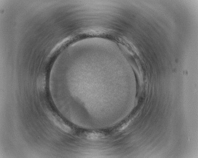 X0000087700400200706011750