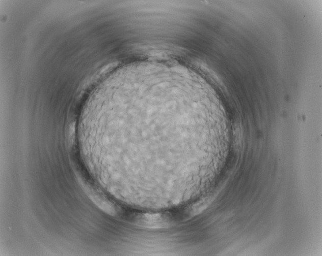 X0000087700406200706011750