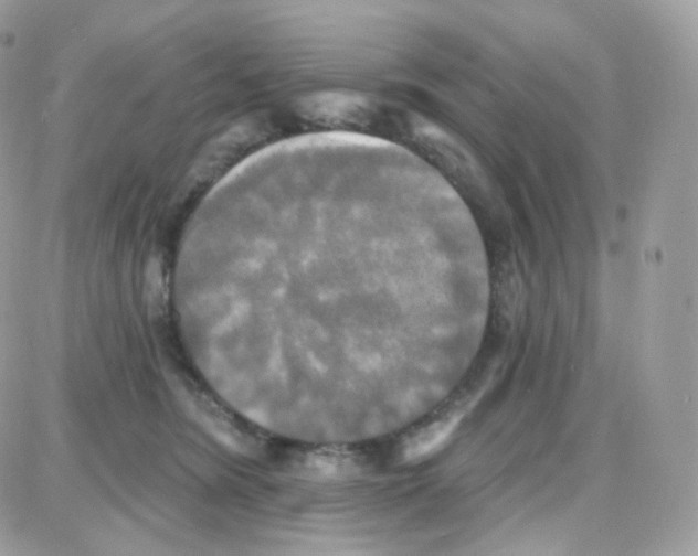 X0000087700420200706011749