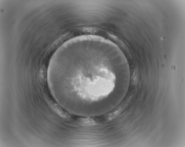 X0000087700424200706011749