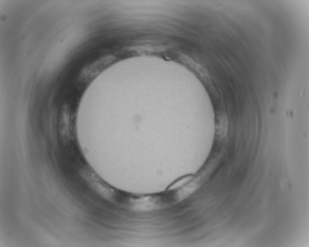 X0000087700430200706011749