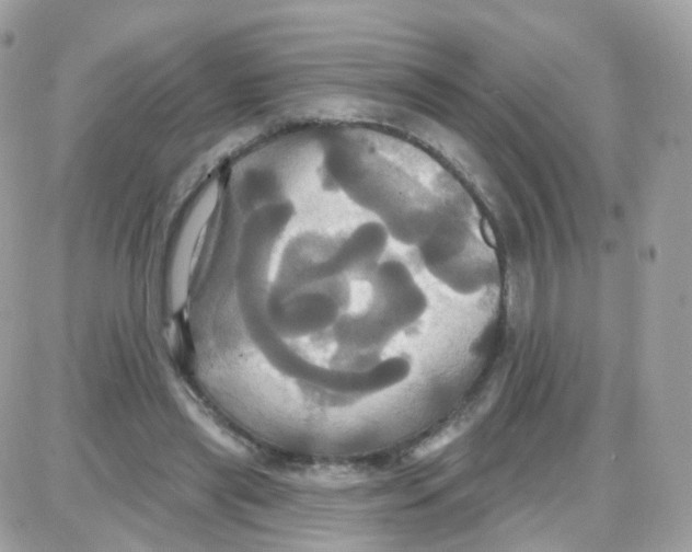 X0000087700445200706011749