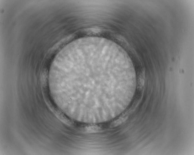 X0000087700468200706011749