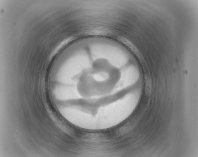 X0000087700482200706011748