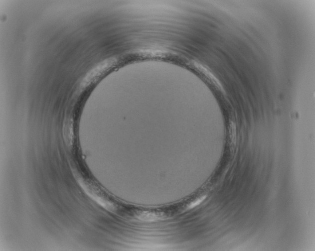 X0000087700494200706011748