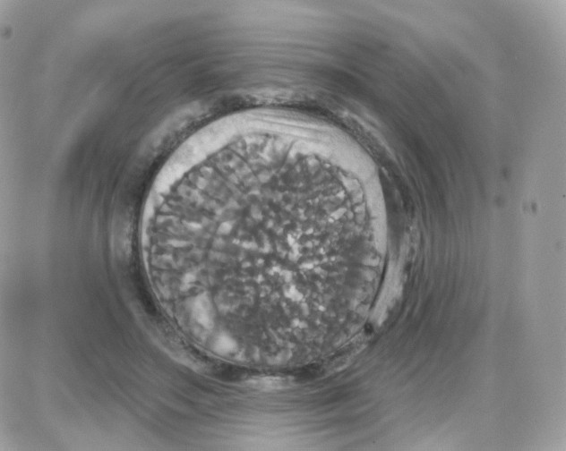 X0000087700499200706011748